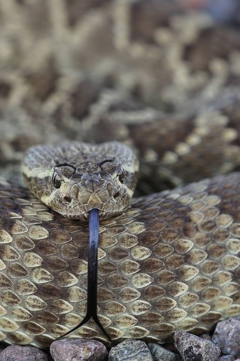 A Mojave rattlesnake, using its tongue to sense my presence, soaks up heat from the road during the late afternoon. The Mojave is the deadliest of the four species of rattlesnake occurring in the Davis Mountains. Mcdonald Observatory, Mojave Rattlesnake, Fort Davis, American States, West Texas, Late Afternoon, Big Bend, The Four, Beautiful Images