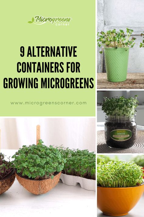 Microgreens grown in various containers Upcycling, Hydroponic Microgreens Diy, Diy Microgreens At Home, Growing Microgreens Outdoors, Microgreen Container Ideas, Diy Micro Greens, Microgreens Growing Indoor Setup, Indoor Microgreens Garden, Growing Microgreens At Home