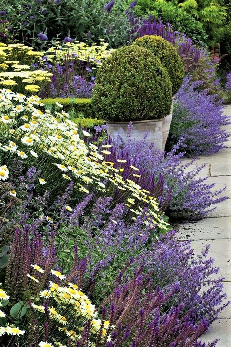 Nepeta Racemosa, Salvia Nemorosa, Garden Front Of House, Stone Garden Paths, Old Garden, Flower Bed Designs, Sauce Hollandaise, Cottage Garden Plants, Flower Garden Design