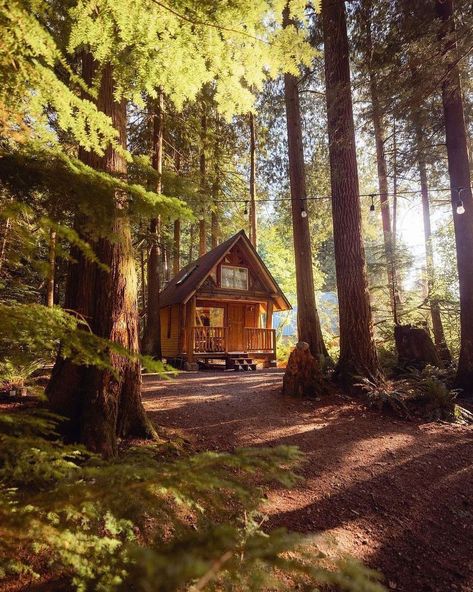 Cabin In The Woods Aesthetic, Sisterhood Retreat, Cozy Log Cabin, Cabin Aesthetic, Summer Cabin, Secluded Cabin, Forest Cabin, Off Grid Cabin, Beautiful Cabins