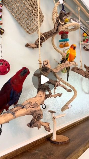 Jessa Lin on Instagram: "Update: It’s been a few months since we’ve built it and they love the bird wall now!! I’ve added some wheat grass and some more perches!!! It’s endless foraging fun and highly modifiable! I’ll have to make a tutorial soon!   #parrots #parrotcare #birdwall #pets #petparrots #exoticpets #ikeahack #diy" Parrot Perch Ideas, Wall Mounted Bird Perch, Bird Diy Toys, Parrot Cages Ideas, Diy Parrot Perch, Bird Play Gym Diy, Parrot Room Ideas, Diy Bird Perch, Indoor Bird Room Ideas