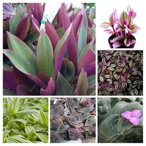 10 Stunning Tradescantia Varieties with Pictures & Care Guides String Of Nickels Plant, Tradescantia Varieties, Purple Heart Plant, Oyster Plant, Succulent Fertilizer, Tradescantia Zebrina, Easy To Grow Houseplants, Asparagus Plant, Peperomia Plant