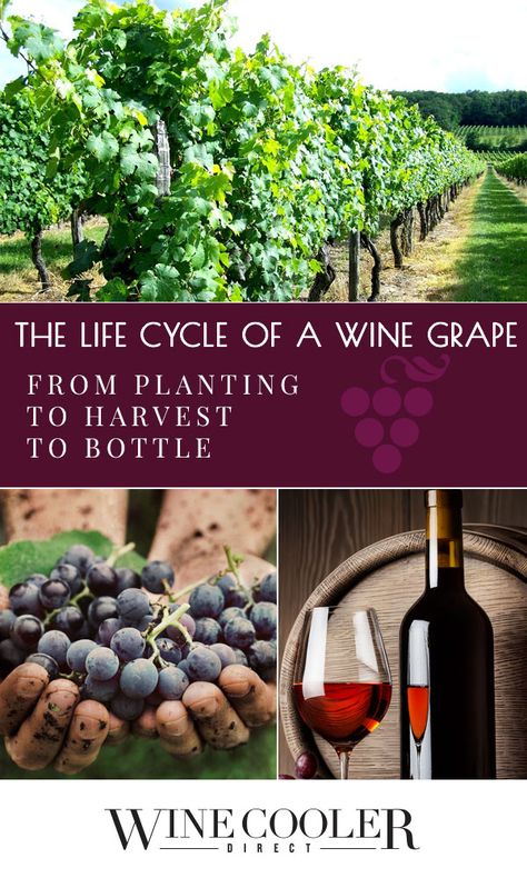 Small Vineyard Ideas, Starting A Vineyard, Starting A Winery, Backyard Vineyard, Growing Wine Grapes, Red Wine Benefits, White Wine Sangria Recipe, Grape Vineyard, Wine Facts