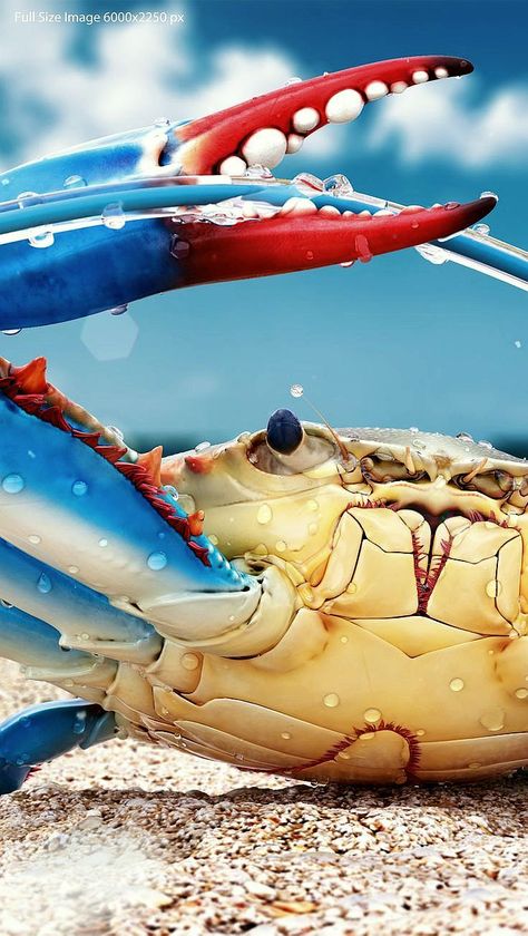 Crab Photography, Blue Crab, Gulf Of Mexico, Swimmers, The Atlantic, Nova Scotia, Sea Life, Crab, Blue