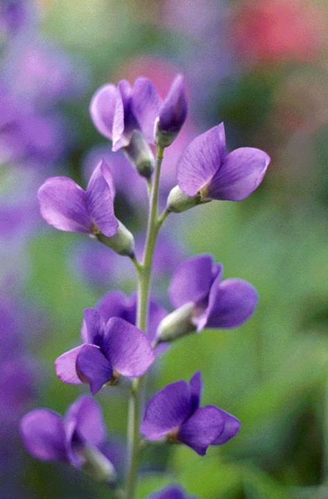 Blue False Indigo, Wildflower Farm, False Indigo, Baptisia Australis, Indigo Flower, Wild Indigo, Rainbow Garden, Tattoo Zeichnungen, Attract Butterflies