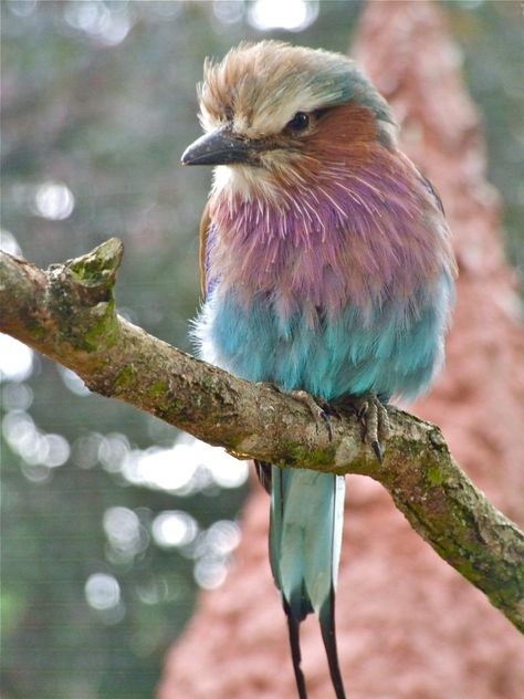 Lilac-breasted Roller Lilac Breasted Roller, References For Art, Sky Garden, Bird Painting, Bird Pictures, Colorful Birds, Animals Of The World, Birds Painting, Beautiful Birds