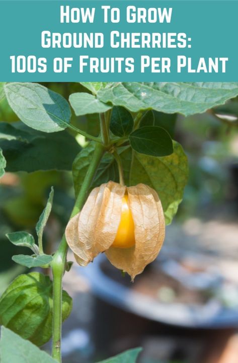 Ground Cherries Growing, Ground Cherry Plant, How To Grow Cherries, Growing Melons, Ground Cherries, Hydro Gardening, Ground Cherry, Cherry Plant, Seedling Pots