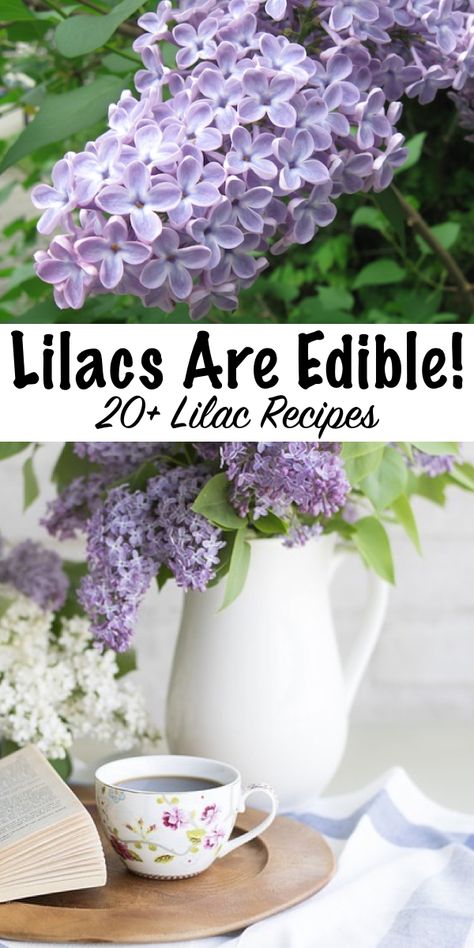 20+ Ways to use lilacs ~ Did you know lilacs are edible flowers? Here's 20+ recipes using lilacs for your spring kitchen.  (Plus historical medicinal ways to use lilacs) What Flowers Are Edible, Things To Do With Lilac Flowers, Uses For Lilac Flowers, Lilac Flower Uses, Flower Baking Recipes, Lilac Tea Recipe, What To Do With Lilac Flowers, Lilac Flower Recipes, Lilac Recipes Edible Flowers