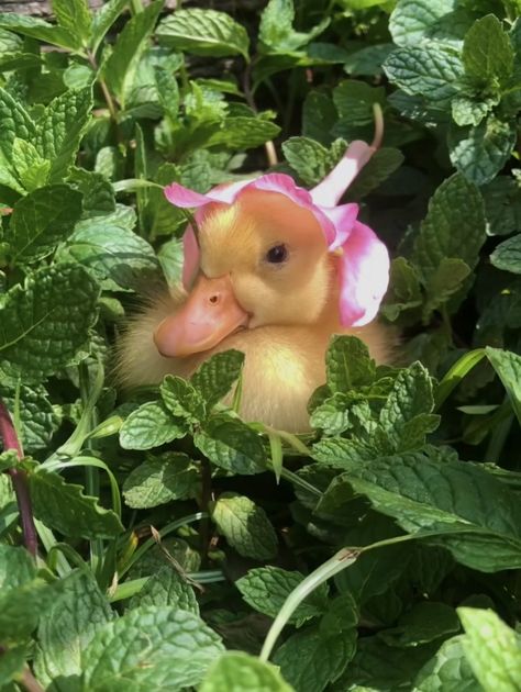 duck with a flower as hat, duck wallpaper, duck, aesthetic, animal, cute animals Pet Ducks, Cute Ducklings, Animals Flowers, Cute Duck, Flowers Aesthetic, Baby Ducks, Super Cute Animals, Cute Animals Images, Flower Hats