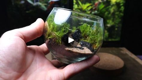 Terrarium, Turning, Unique Terrarium, Nutella Jar, Hardscape Design, Spice Jar, Old Spice, Spice Jars, Glass Jars