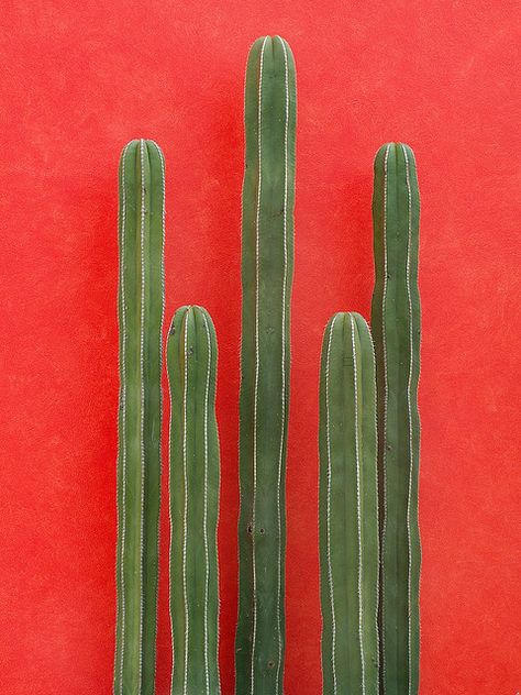 Photo | Runaway Gypsy | Bloglovinâ€™ Cactus, Cactus Y Suculentas, Cacti And Succulents, Plant Life, Texture Painting, Belle Photo, Cactus Plants, Color Inspiration, Flower Power