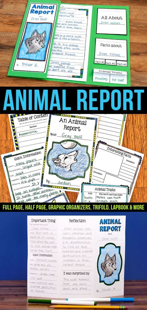 Animal Report for Any Animal Elementary Animal Research Projects, Homeschool Animal Report, 3rd Grade Animal Research Project, 3rd Grade Research Project, Homeschool Fifth Grade, Habitats Grade 4, Animal School Project Ideas, Animals School Project, 4th Grade Projects