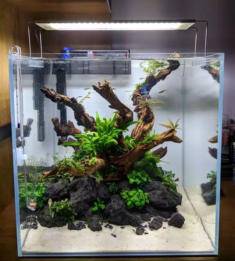 Patiently waiting for the plants to grow in. Ok, no. I lied. Very impatiently. - Imgur Cube Fish Tank Ideas, Nano Tank Aquascape, Planted Aquarium Aquascaping, Cube Aquascape, Nano Aquascape, Cube Aquarium, Fish Aquarium Decorations, Fish Tank Themes, Fish Tank Terrarium