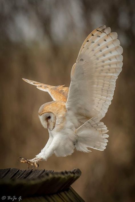 European Wildlife, Owl Wings, Barn Owls, Owl Photography, Tree Stumps, Owl Photos, Owl Pictures, Wise Man, Beautiful Owl