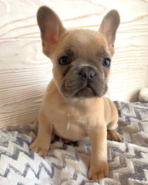 Dogs French Bulldog, Small Dog Puppies, Puppies Frenchie, Puppy French Bulldog, Fluffy French Bulldog Puppies, French Puppies, French Dog, Fluffy French Bulldog, French Bulldog Aesthetic