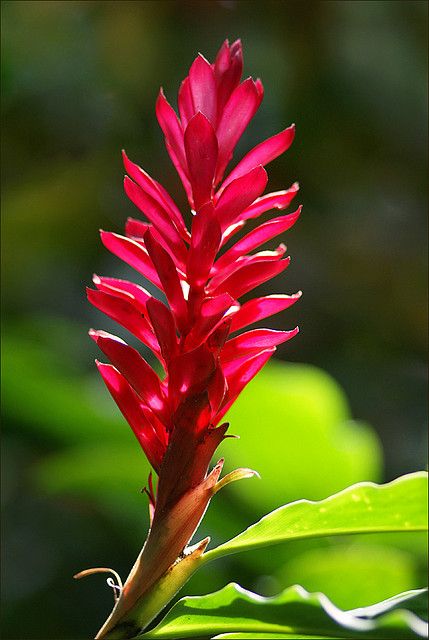 Ginger Plants, Growing Ginger Indoors, Reduction Linocut, Hawaiian Plants, Ginger Plant, Pink Ginger, Red Ginger, Ginger Flower, Tropical Flower Plants