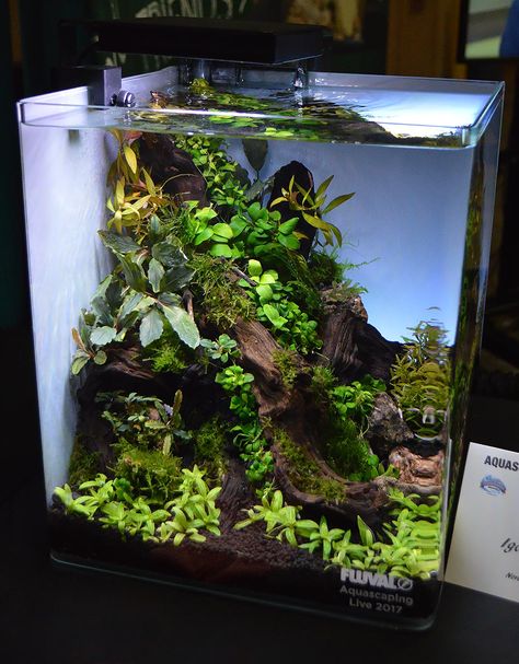 40 Gallon Freshwater Aquarium Ideas, Planted Dirted Tank, 8 Gallon Fish Tank Ideas, Small Planted Tank, Small Tank Ideas, Betta Tank Aquascape, Small Planted Aquarium Ideas, Small Planted Aquarium, Tall Aquascape