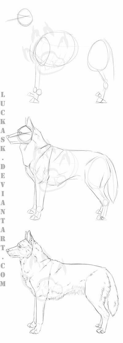 Wolf Head Front View Drawing, Dog Side View Drawing, Wolf Side View Drawing, Wolf Back View, Wolf Drawing Reference, Wolf Side View, Wolf Manga, Drawing Wolves, Wolf Sketch