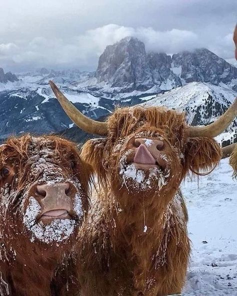 Highland Cow Photography, Highland Cow Pictures, Cow Photography, Cow Wallpaper, Scottish Cow, Baby Highland Cow, Scottish Highland Cow, Fluffy Cows