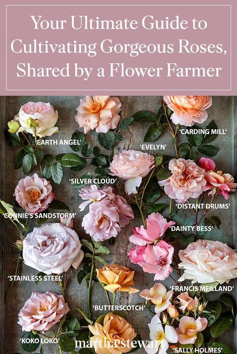 Explore Gracie Paulson's gorgeous collection roses that includes 50 varieties over 10 acres of land. #gardening #gardenideas #garden #flowergarden #summerflowers #marthastewart #annuals #rosegardenideas Rose Garden At Home, Garden Roses Landscape, Roses Plants Gardening, Rose Landscape Ideas, How To Make A Rose Garden, Roses In Front Yard, Mixed Rose Garden, Peony And Rose Garden, Container Roses Garden