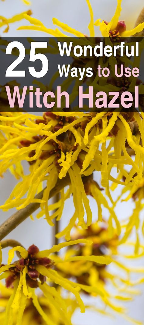 Once you realize how useful and beneficial witch hazel is, you will want to start keeping it on your shelf. Here are 25 wonderful ways to use it. #homesteading #naturalliving #homesteadingtips #usesforwitchhazel Uses For Witch Hazel, Witch Hazel Acne, Witch Hazel Uses, Clear Up Acne, Witch Hazel For Skin, Witch Hazel Toner, Natural Acne Remedies, Homemade Remedies, Witch Hazel