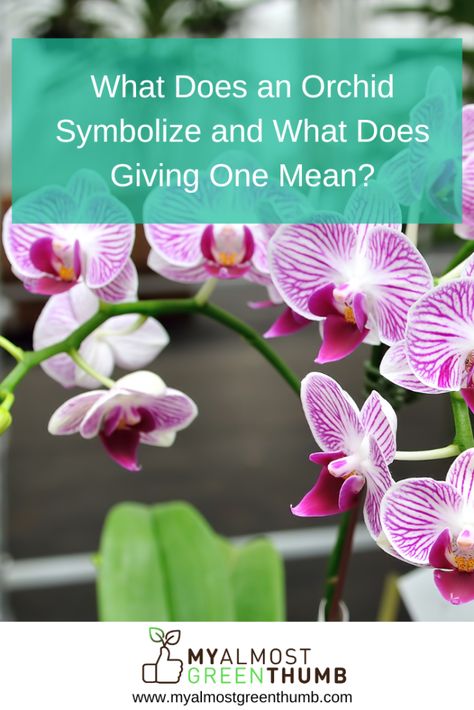 Ever wondered about the meaning and symbolism behind an orchid? Here are a few tidbits of information to help you understand the orchid and its significance. The post What Does an Orchid Symbolize and What Does Giving One Mean? appeared first on My Almost Green Thumb. Orchid Meaning, Purple Meaning, Flower Words, Yellow Orchid, Rare Orchids, Artificial Orchids, Flower Meanings, The Orchid, Phalaenopsis Orchid