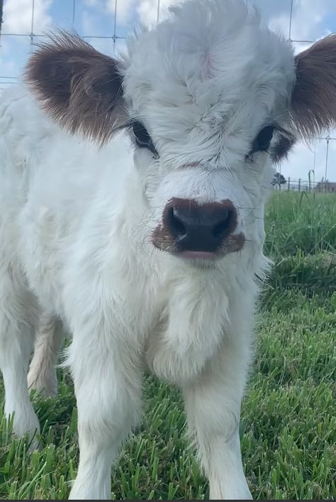 High Park Cow, Teacup Mini Cow, Miniature Highland Cattle Fluffy Cows, Mini Highpark Cow, Mini Scottish Highland Cow, Micro Mini Cows, Mini Highland Cow Pets, Mini Highlander Cows, Miniature Highland Cow