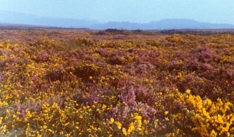 English Heath Landscape The Moors, King Lear, Devon England, Wuthering Heights, Kingdom Of Great Britain, Yorkshire England, Sun Sets, Scenic Design, West Yorkshire