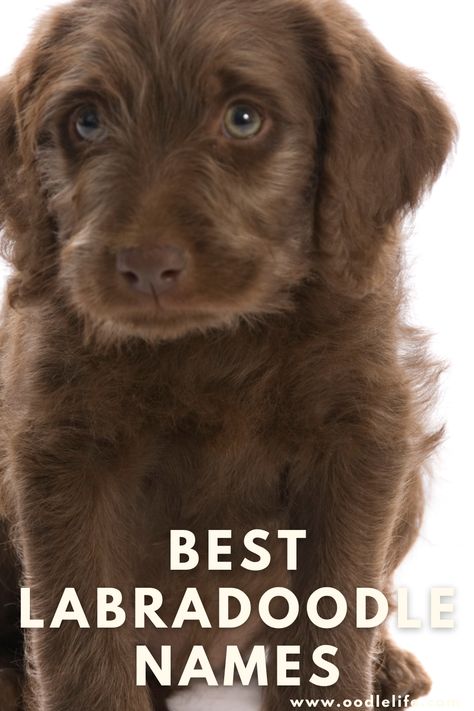 Laberdoodle Puppy, Black Labradoodle Puppy, Chocolate Labradoodle Puppy, Red Labradoodle, Labradoodle Mini, Brown Labradoodle, Mini Labradoodle, Labradoodle Miniature, Chocolate Labradoodle