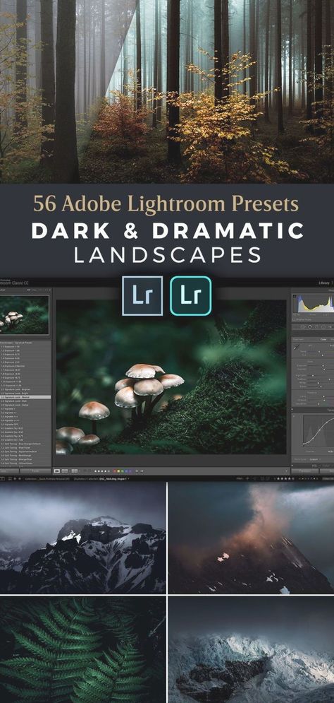 Photography Workflow, Coastal Forest, Dramatic Landscape, Mountain Landscapes, Moody Photography, Professional Lightroom Presets, Fine Art Landscape Photography, Landscape Photography Tips, Quality Over Quantity