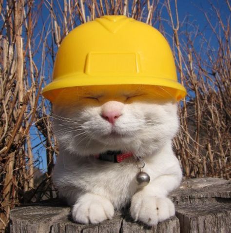 Construction Cat - Cute Cats in Hats Cat Work, Fancy Cats, Cat Hat, Fluffy Animals, Silly Cats, Cat Cat, Cats Meow, Mellow Yellow, Crazy Cat Lady