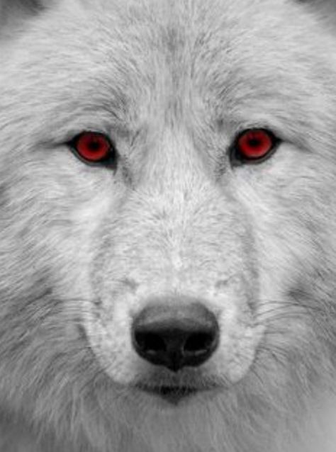 Wolf With Red Eyes, Lup Singuratic, Miniature Husky, Werewolf Aesthetic, Wolf Eyes, Alpha Wolf, Wolf Photos, Wolf Spirit Animal, Dire Wolf