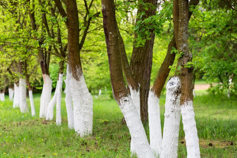 Why Are Some Trees Painted White? Farm Diy Ideas, Painted Trees Trunk, Pictures Of Trees Photography, Tree Trunk Painting Ideas, Apple Trees Backyard Landscaping, Painted Tree Trunks, Horn Beam Tree, Home Orchard Ideas, Gardening Around Trees