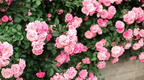 Carpet Roses Front Yards, Ground Cover Roses Perennials, Ground Cover Roses Carpets, Low Growing Flowers, Moss Roses Ground Cover, Drift Roses Front Yards, Rose Bushes Landscape Backyards, Creeping Roses, Rose Ground Cover