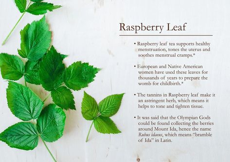 Raspberry Leaf 101 | Traditional Medicinals Raspberry Leaf Tea Benefits, Vermont Garden, Raspberry Leaf Tea, Red Raspberry Leaf, Raspberry Leaf, Raspberry Tea, Herbal Apothecary, Turmeric Tea, Red Raspberry