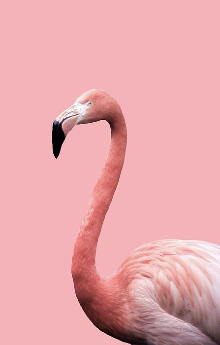 Pink Wall Collage, Flamingo Pictures, Flamingo Wall Art, Flamingo Wallpaper, Pink Birds, L Wallpaper, Animal Aesthetic, White Birds, Bedroom Wall Collage