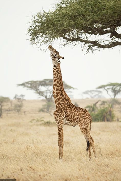 Images Of Giraffes, Giraffe Eating, South African Animals, Giraffe Images, Giraffe Photos, Giraffe Drawing, Woodland Park Zoo, Illustration Courses, Spotted Animals