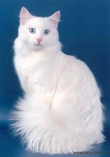 beautiful cat Turkish Angora Cat, Angora Cats, Cat With Blue Eyes, Animale Rare, Cute Cats And Kittens, Cat Sitting, Cute Kittens, Beautiful Cat, Pretty Cats