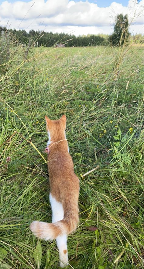 Fields aestethic, sky aestethic, swedish summer, scandinavia, flowerfield, summer aestethic, nature wallpaper, grass, forest aestethic, animals, cats, grass Aestethic Sky, Sky Aestethic, Nature Aestethic, Aestethic Nature, Summer Vision, Swedish Summer, Scandinavian Summer, Land Animals, Fotos Aesthetic