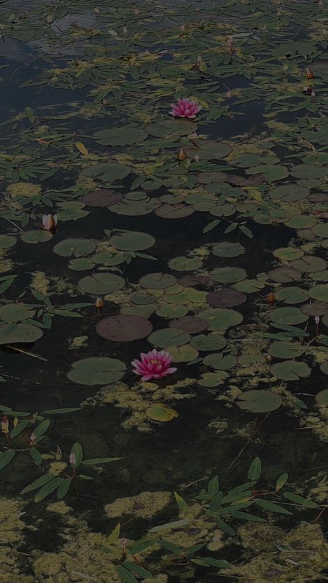 Nature, Water Lilly Wallpaper, Aesthetic Lotus Wallpaper, Pink Lotus Aesthetic, Lilies Aesthetic Wallpaper, Water Lily Aesthetic Wallpaper, Pond Wallpaper Aesthetic, Dark Pink And Green Aesthetic, Dark Green And Pink Wallpaper