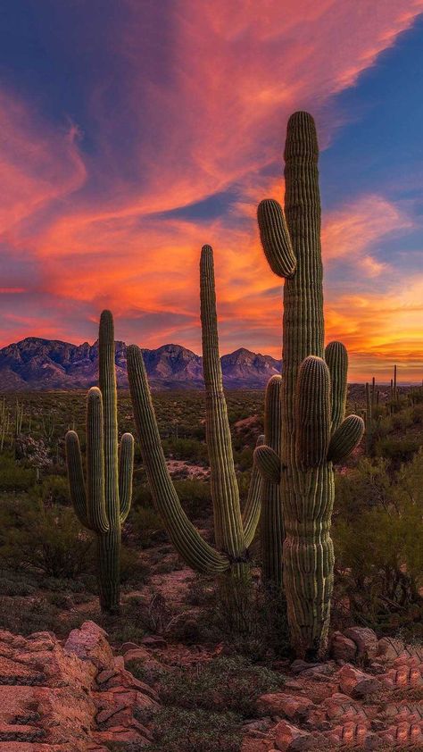 Sunset In The Desert, Desert Background Wallpapers, Arizona Wallpaper Iphone, Cactus Wallpaper Aesthetic, Desert Wallpaper Iphone, Cactus Wallpaper Iphone, Pictures Of Cactus, S23 Wallpaper, Arizona Wallpaper