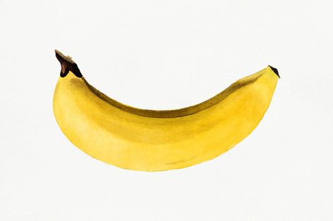 Vintage banana illustration mockup. Digitally enhanced illustration from U.S. Department of Agriculture Pomological Watercolor Collection. Rare and Special Collections, National Agricultural Library. | premium image by rawpixel.com / Aom Woraluck Illustration Mockup, Banana Illustration, Fruit Banana, Watercolor Collection, Free Illustration Images, Banana Fruit, Banana Peel, Image Ideas, Art Poster Design