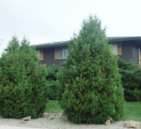 ‘Techny’ Arborvitae is larger with dark green coloring. It is extremely cold hardy and more tolerant of soil types. Types Of Arborvitae, Techny Arborvitae, Shrubs For Borders, Lurie Garden, Green Giant Arborvitae, Cypress Mulch, Giant Arborvitae, Thuja Green Giant, Natural Plant Food