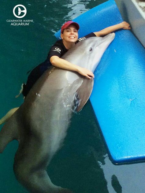 Clearwater Aquarium, Winter Dolphin, Dolphin Tale 2, Dolphin Trainer, Winter The Dolphin, Floating Mat, Dolphin Tale, Clearwater Marine Aquarium, Bottlenose Dolphin