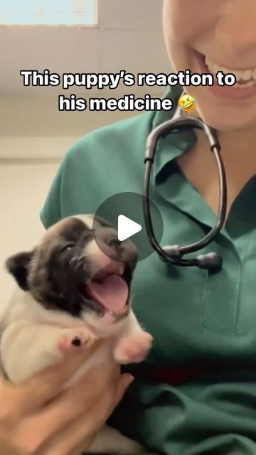 PawsEnjoy on Instagram: "🐾 Too adorable! �🐶✨ Follow us @Paws.Enjoy for more and share this to spread pawsitivity! 🐕💛 • • • 🎥 Credit: unknown, please DM! • • • #DogsOfInstagram #Dogs #FurryFriend #InstaDog #HappyTails #puppy #dog" Funny Dog Videos Make Me Laugh, Pet Videos Funny, Happy Dogs Funny, Really Funny Dog Videos, Dog Videos Funny, Dogs Video, Funny Pet Videos, Very Cute Puppies