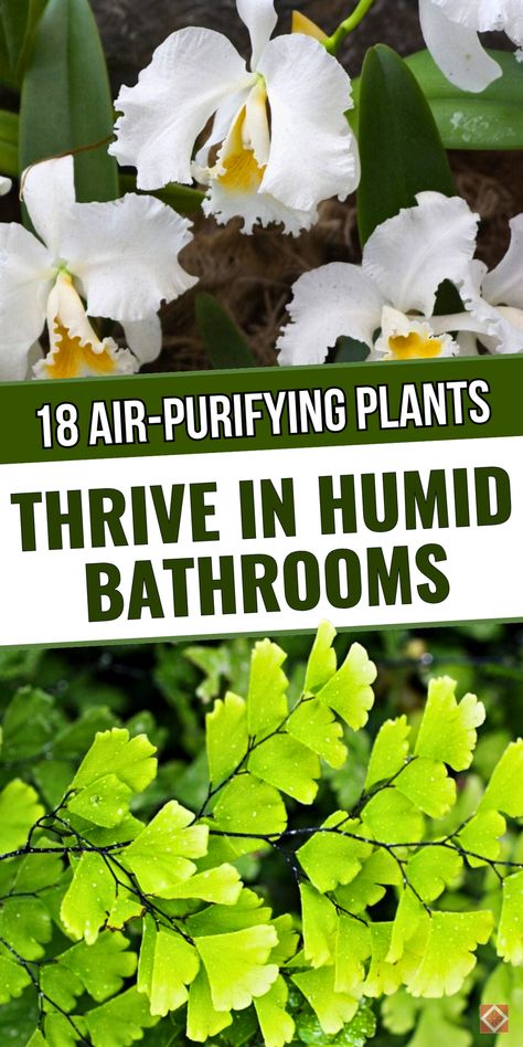 Discover the 18 best houseplants for your bathroom! These humidity-loving plants thrive in moist, low-light conditions, making them perfect for your bathroom environment. From ferns to spider plants, these plants are low-maintenance and perfect for adding a lush touch to your space. Save this pin to transform your bathroom into a beautiful, plant-filled haven with these easy-care options! Hydroponic House Plants, Fern Plant Care, Spider Plant Care, Best Bathroom Plants, Best Houseplants, Natural Air Purifier, Long Flowers, Low Light Plants, Fern Plant