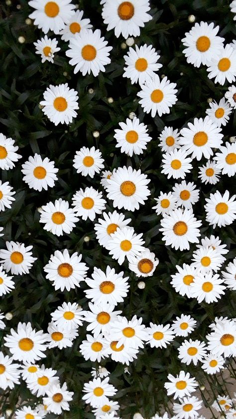 Daisy Phone Wallpaper Aesthetic, Daisy Asthetic Picture Wallpaper, Single Daisy Wallpaper, Retro Daisy Wallpaper Iphone, Retro Daisy Wallpaper, Daisy Wallpaper, Flower Icons, Boxing Day, Wallpaper For Your Phone