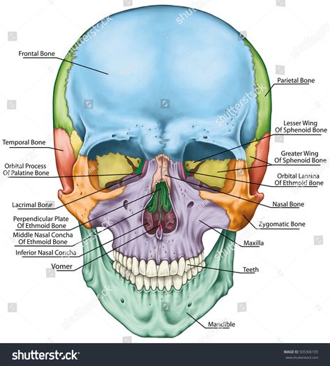 Bones Of The Head, Cranial Bones, Human Skull Anatomy, Human Skeletal System, Human Skeleton Anatomy, Facial Bones, Anatomy Bones, Skull Anatomy, Forensic Anthropology