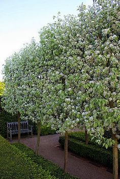 The Snow Pear is an especially hardy ornamental pear tree. It's drought and wet condition tolerant, providing year round interest. The leaves are paler than other ornamental pears. Ornamental Pear Tree, Snow Pear, Garden Hedges, Pear Tree, Formal Gardens, Front Yard Garden, Hello Hello, White Gardens, Deciduous Trees