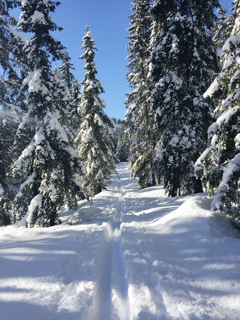 Norwegian winter wonderland Norwegian Winter Aesthetic, Norwegian Winter, Norway Christmas, Norway Winter, Norwegian Christmas, Calendar Pictures, Norwegian Forest, I Love Winter, Tromso